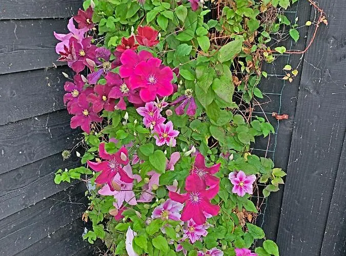 Christinahoeve Hooiberg #6 * Boskoop