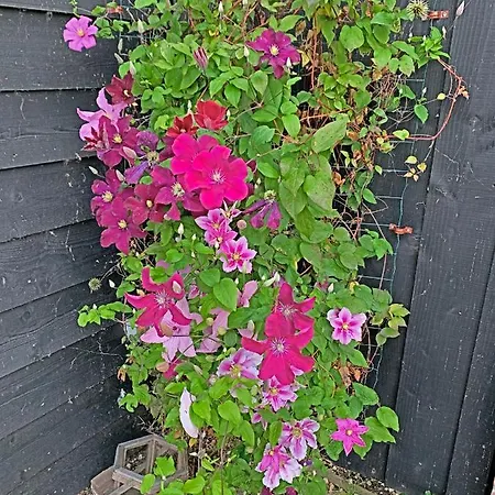 Christinahoeve Hooiberg #6 * Boskoop